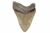 Serrated, 4.20" Fossil Megalodon Tooth - North Carolina - #202202-1